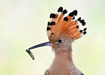 a beautiful hoopoe in the wild © alberto