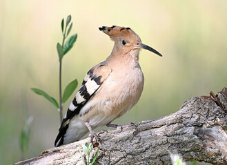a beautiful common hoopoe in the wild © alberto