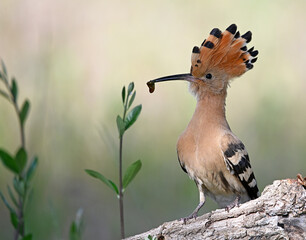 a beautiful hoopoe with food in its beak in the wild © alberto