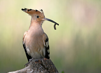a beautiful hoopoe in the wild © alberto