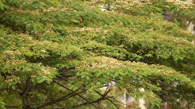 video of tree branches moving in the wind, bringing peace, tranquility, and joy to the people who watch it