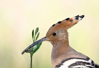 a beautiful hoopoe in the wild © alberto