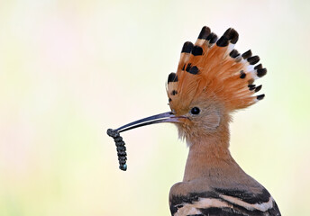 a beautiful hoopoe with food in its beak in the wild © alberto