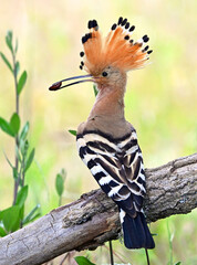 a beautiful hoopoe with food in its beak in the wild © alberto
