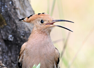 a beautiful hoopoe in the wild © alberto