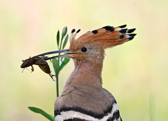 a beautiful common hoopoe in the wild © alberto
