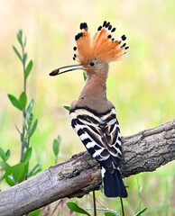 a beautiful hoopoe in the wild © alberto