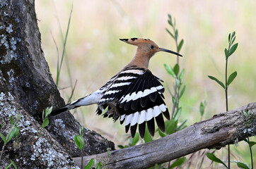 a beautiful hoopoe in the wild © alberto
