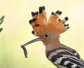 a beautiful hoopoe in the wild © alberto