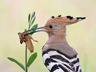 a beautiful common hoopoe in the wild © alberto