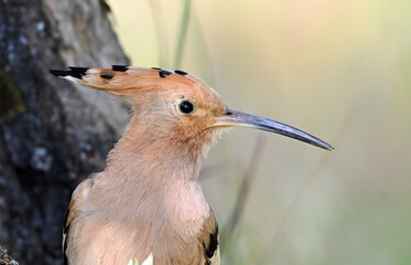 a beautiful common hoopoe in the wild © alberto