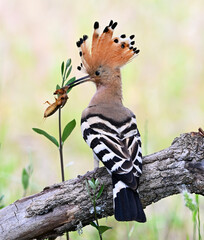 a beautiful hoopoe in the wild © alberto