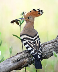 a beautiful common hoopoe in the wild © alberto