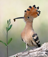 a beautiful common hoopoe in the wild © alberto