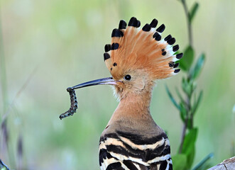 a beautiful common hoopoe in the wild © alberto