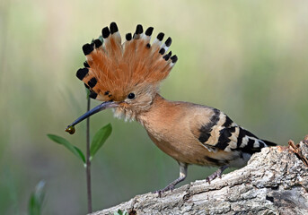a beautiful common hoopoe in the wild © alberto