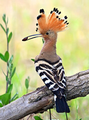 a beautiful common hoopoe in the wild © alberto