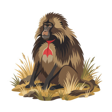 Gelada Baboon Sitting in Dry Grass