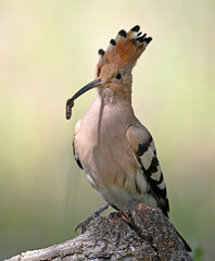 a beautiful common hoopoe in the wild © alberto