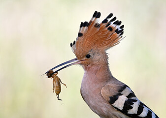 a beautiful hoopoe in the wild © alberto