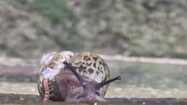 

Close-up of a small centipede crawling on top of a large snail's shell #001

달팽이의 껍데기와 몸통 위를 기어 다니는 작은 지네 클로즈업 영상 #001

 