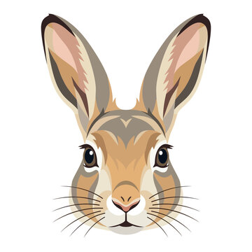 Close-up portrait of a jackrabbit face, detailed illustration, white background