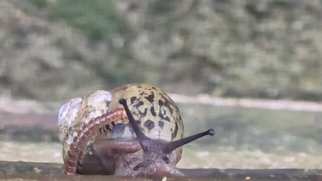 
Close-up of a small centipede crawling on top of a large snail's shell #003

달팽이의 껍데기와 몸통 위를 기어 다니는 작은 지네 클로즈업 영상 #003

