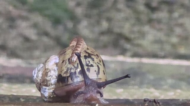 

Close-up of a small centipede crawling on top of a large snail's shell #005

달팽이의 껍데기와 몸통 위를 기어 다니는 작은 지네 클로즈업 영상 #005

