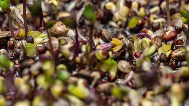 Hydroponic Microgreens Growth System Macro Timelapse Modern Agriculture Technology