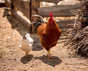 A rooster walks with a hen on a farm © Елизавета Мяловская