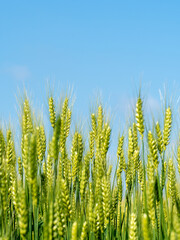 Fototapeta premium A vertical composition focusing on the lush green ears of wheat with an expansive blue sky overhead. The bottom-heavy layout leaves ample copy space at the top for design text.