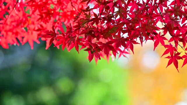 風で揺れる紅葉の葉