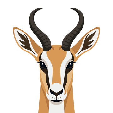 Springbok Antelope Head Portrait, African Wildlife
