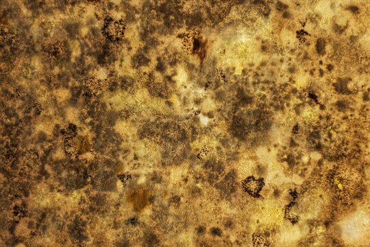 Dark, dirty texture for a background in design projects, such as a close-up of a moldy wood. Bioclastic micritic limestone or a porous volcanic rock. Abstract cement wall textures