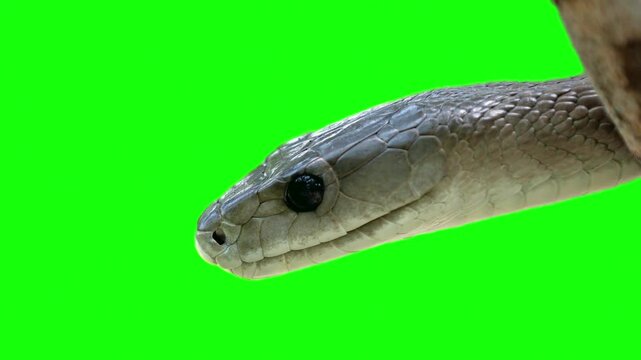 Close up of black mamba snake head on green screen background