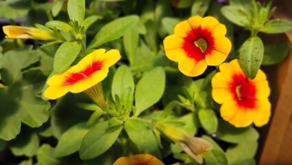 Fleurs © anbrode