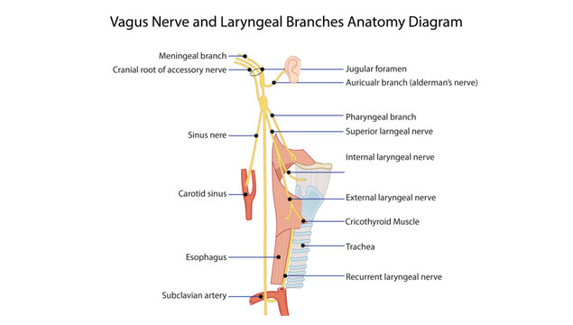 Vagus Nerve and Laryngeal Branches Anatomy Diagram
vagus nerve showing superior and recurrent laryngeal branches supplying the pharynx and larynx.