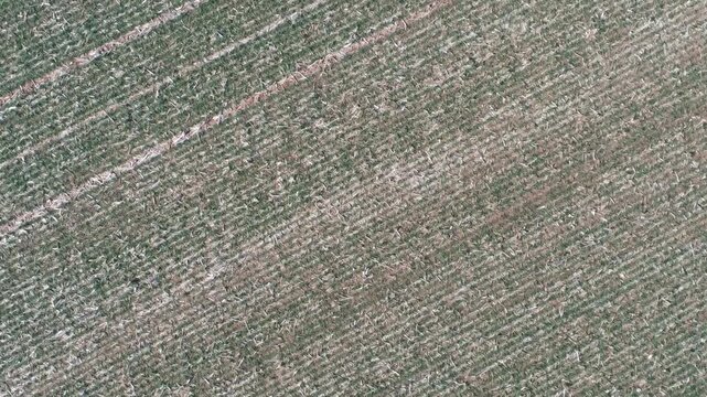 A short drone video of an agricultural area in south central Kentucky.  The video shows an interesting perspective of a winter wheat field.