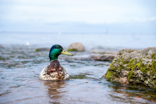Male mallard duck with green iridescent head swimming near moss-covered rock on calm gray water surface, peaceful wildlife pond scene.
