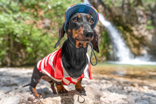 Dachshund dog in red striped shirt and blue cap standing by waterfall, playful outdoor adventure concept.