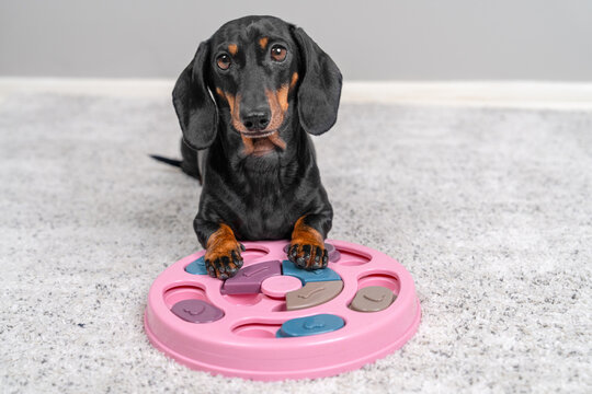 Dachshund dog sitting with paw on pink round slow puzzle feeder toy on gray carpet, engaged enrichment training concept
