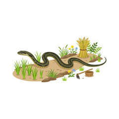 Fototapeta premium Snake in rice paddy with harvest and farming tools