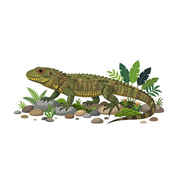 Tuatara Lizard on Rocks with Tropical Plants