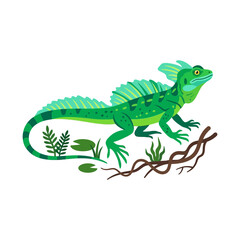 Fototapeta premium Green Basilisk Lizard with Crest on White Background