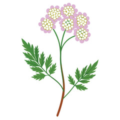 achillea tomentosa flower isolated on white © fatema tuj zohora