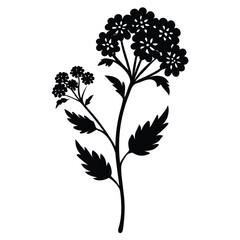 achillea tomentosa flower silhouette on white background © fatema tuj zohora