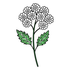 achillea tomentosa flower line art on white background © fatema tuj zohora