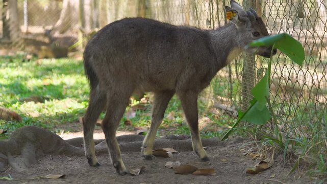 Goral animal standing in an outdoor enclosure near a wire fence, eating a large green leaf. This goat-like mammal features brownish fur and short horns in a sunny wildlife sanctuary park setting.