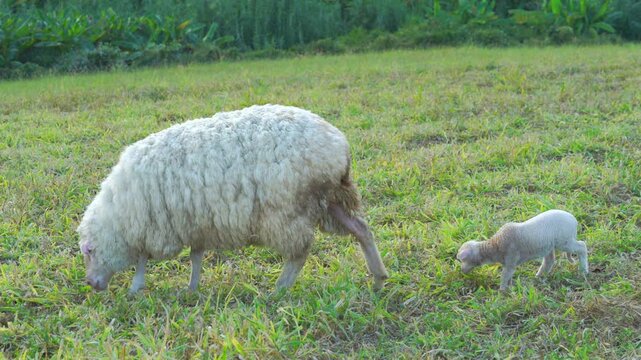 A white ewe and its small newborn lamb graze together in a lush green meadow on a farm.   livestock farming during daylight.