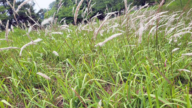 イネ科の多年草・チガヤ・Imperata cylindrica／쌀과의 다년초 &middot; 치가야 &middot; Imperata cylindrica／Imperata cylindrica, a perennial grass belonging to the Poaceae family.